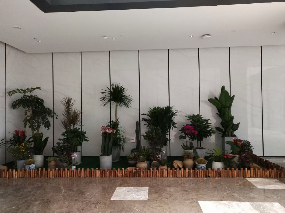 辦公室綠植租賃費(fèi)用到底高不高？常見(jiàn)綠植的種類(lèi)有哪些？
